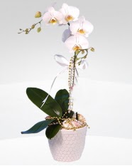 1 dall orkide saks iei  Karaman iek sat 