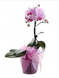 1 dal pembe orkide saks iei  Karaman iek yolla 