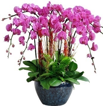 9 dall mor orkide  Karaman gvenli kaliteli hzl iek 