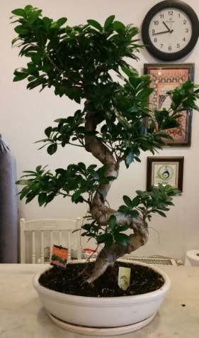 100 cm yksekliinde dev bonsai japon aac  Karaman ucuz iek gnder 