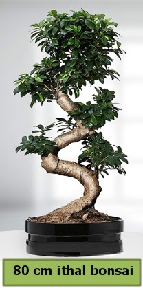 80 cm zel saksda bonsai bitkisi  Karaman internetten iek sat 