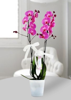 ift dall mor orkide  Karaman 14 ubat sevgililer gn iek 
