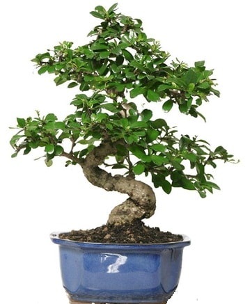 21 ile 25 cm aras zel S bonsai japon aac  Karaman internetten iek sat 