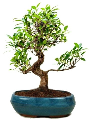 25 cm ile 30 cm aralnda Ficus S bonsai  Karaman hediye iek yolla 